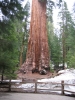 PICTURES/Sequoia National Park/t_Grant Grove - General Grant1.JPG